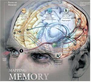 Image of human brain memory
